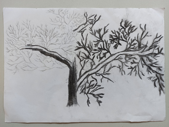 Studium drzewa - Obrazek 2