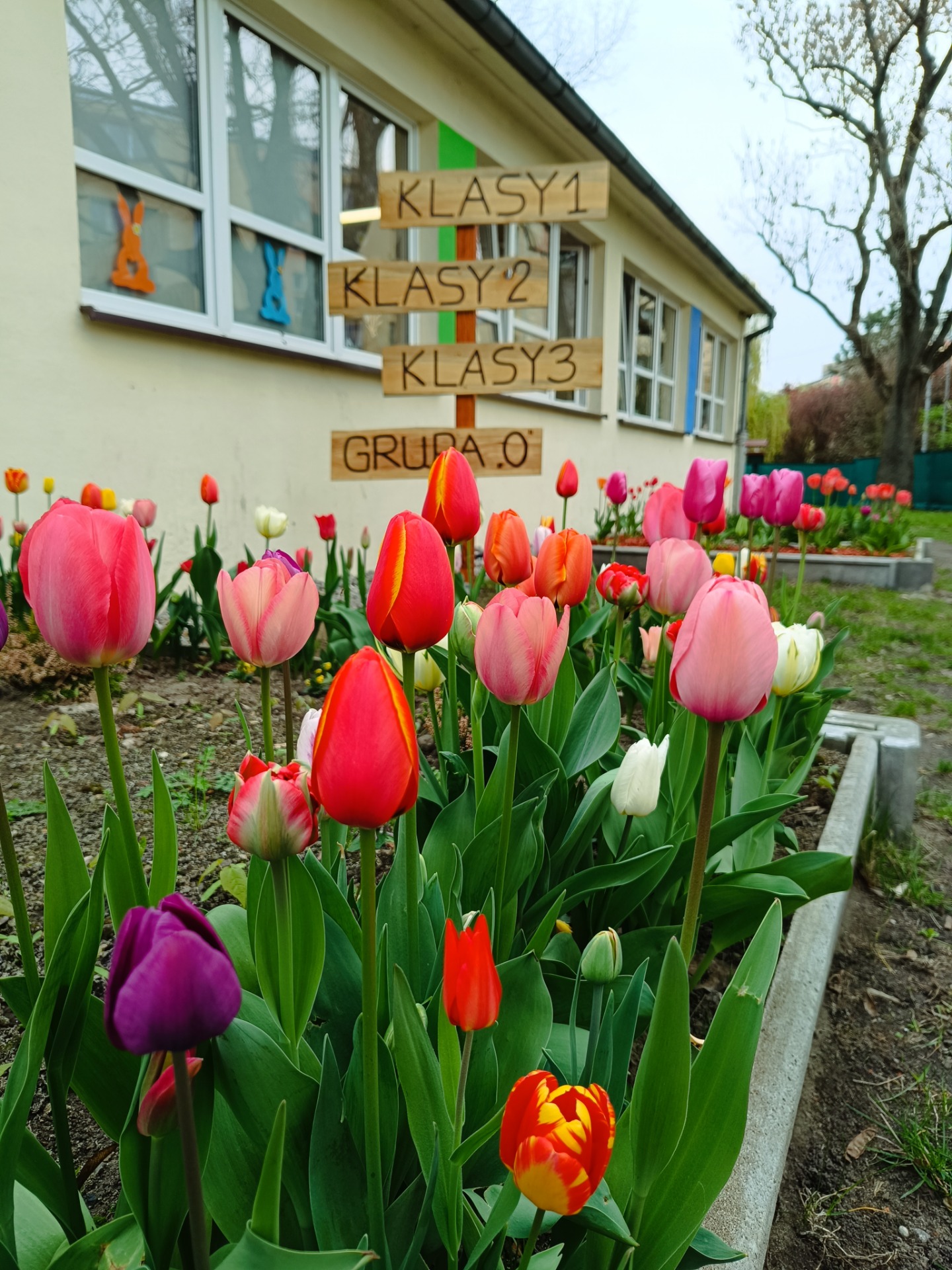 Tulipany w szkolnym ogrodzie SP20 Szczecin. Fot. PK