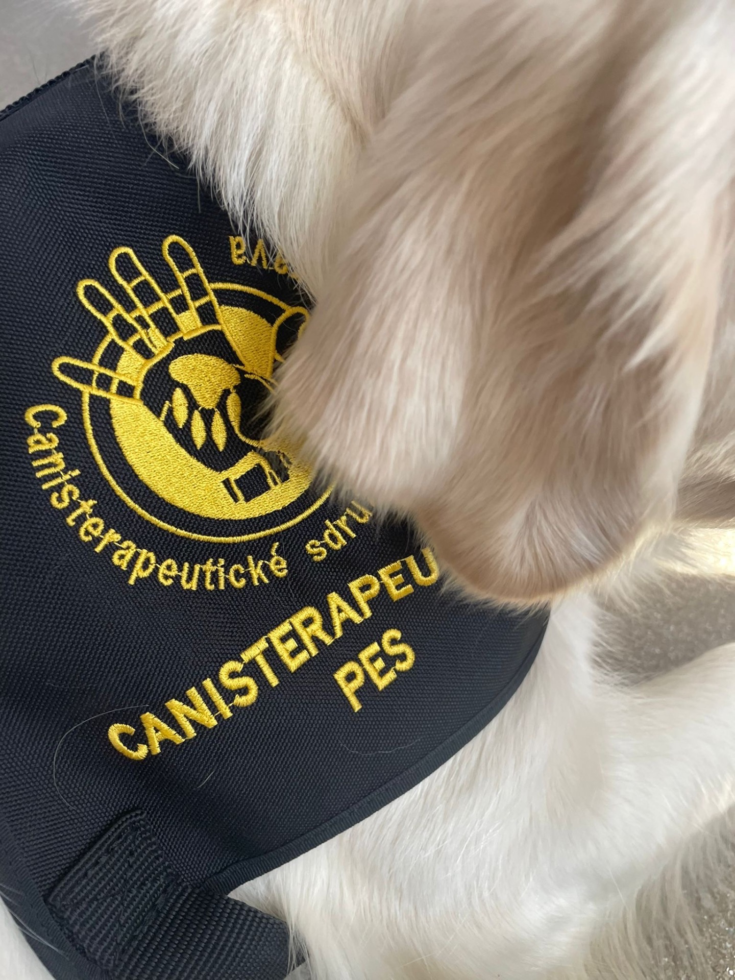 Canisterapia – pes, verný priateľ človeka v zdraví i v chorobe... - Obrázok 3