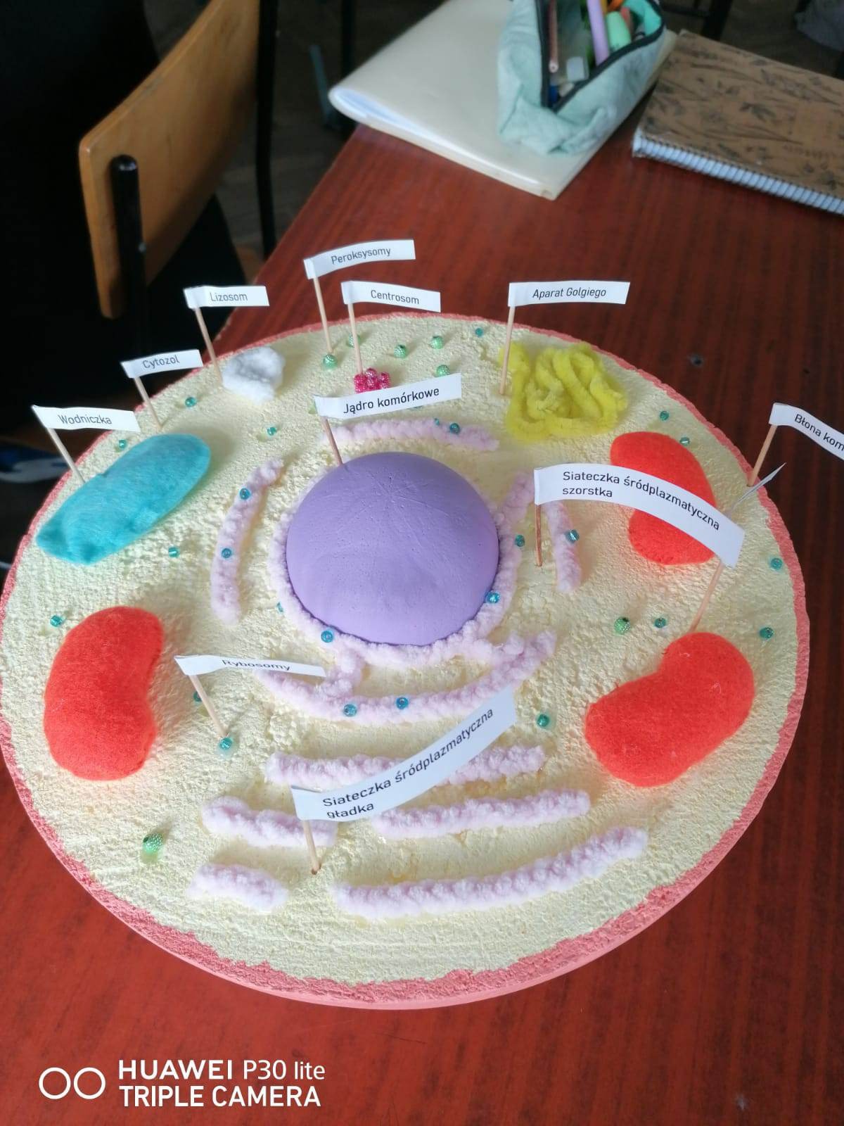Modele komórek wykonanych przez uczniów klasy 1f - Obrazek 7