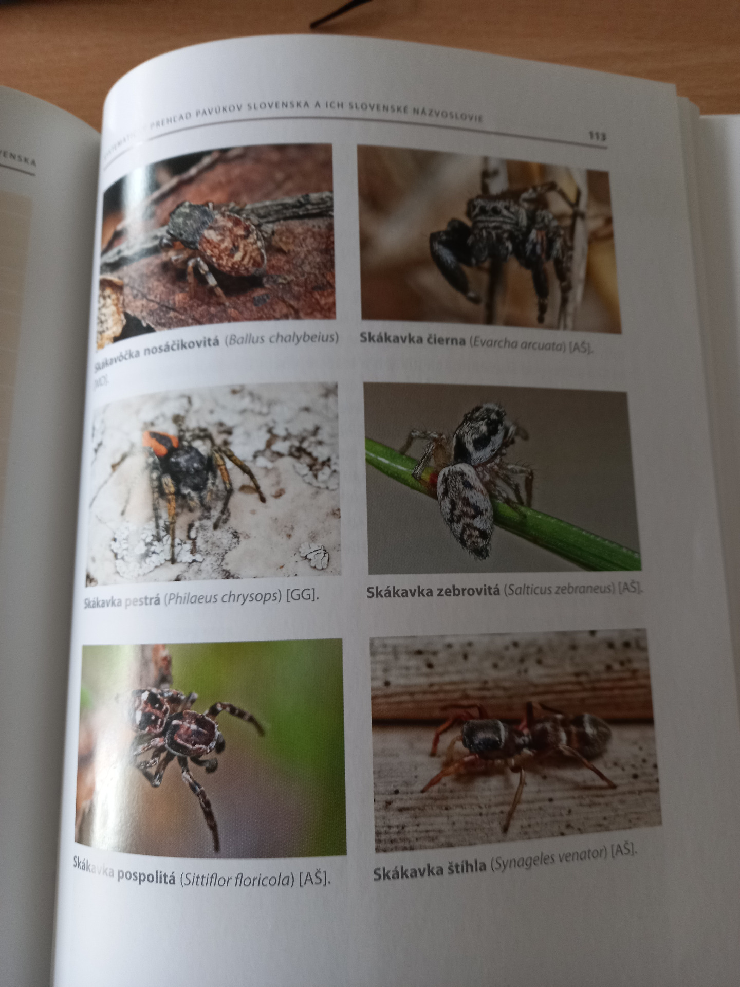 Hodina biológie s arachnologičkou - Obrázok 3