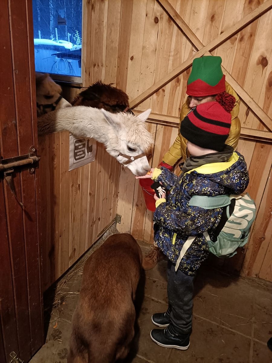 Alpaki- Elf pokazuje jak należy karmić alpaki 2