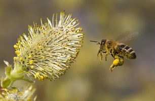 Včela medonosná | Naturfoto.cz